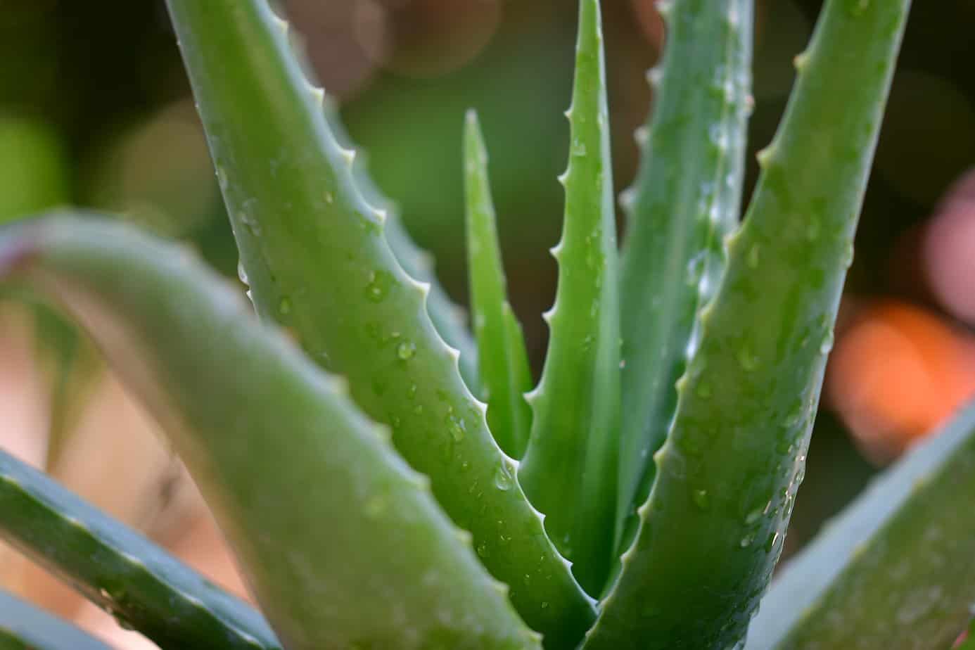 Delicious ideas for using aloe vera in the home kitchen fit